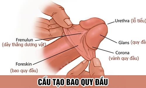 Cấu tạo bao quy đầu